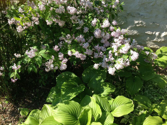 Dans la nature...
